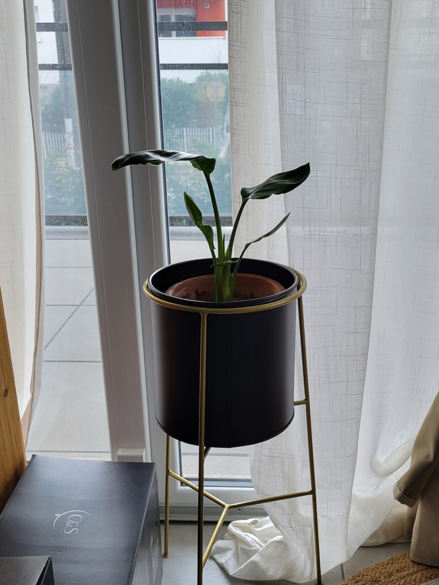 Plante - Février 2025