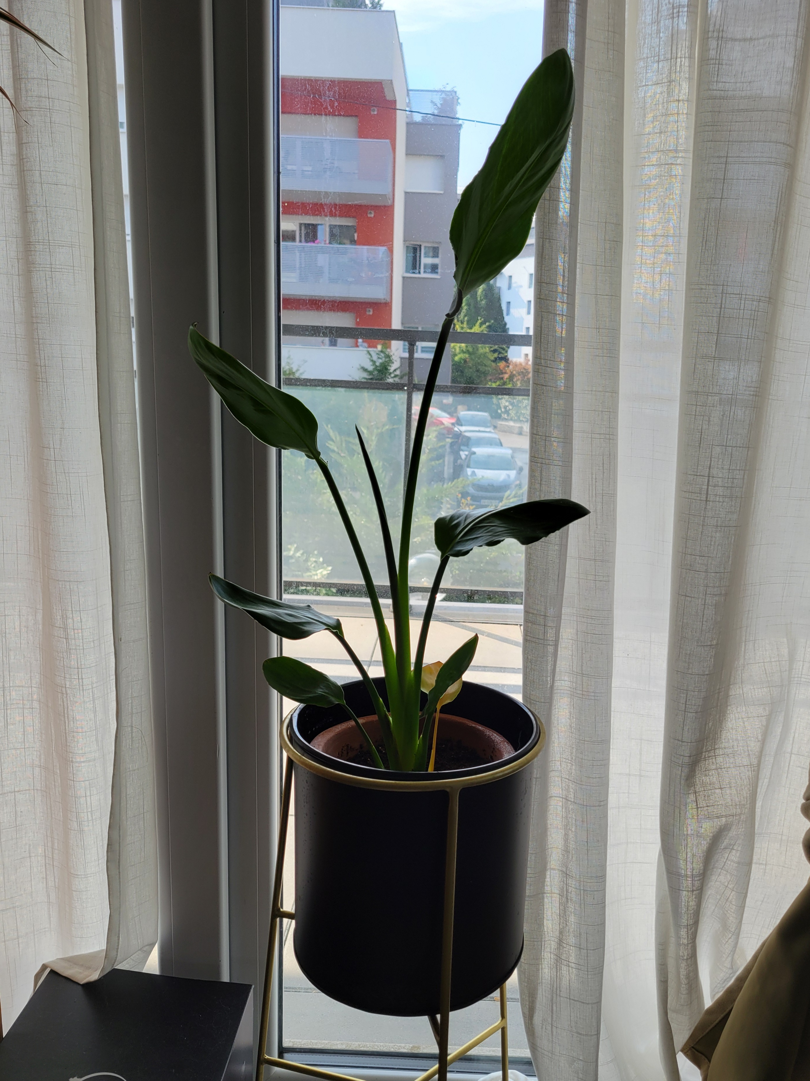 Plante - Juillet 2025